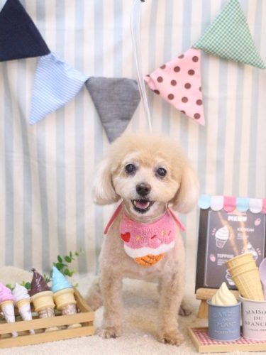 20250518プーちゃん